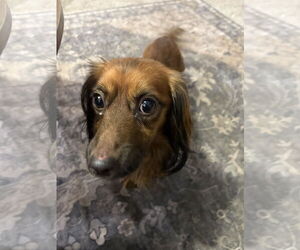 Dachshund-Unknown Mix Dogs for adoption in Mount Pleasant, SC, USA