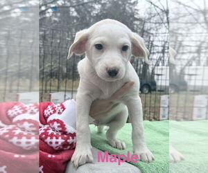 Feist Terrier-Unknown Mix Dogs for adoption in Mooresville, NC, USA