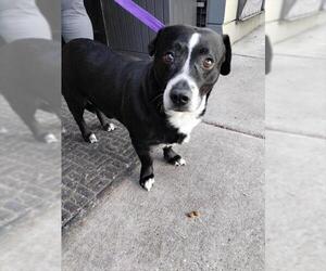 Basset Hound-Unknown Mix Dogs for adoption in Alameda, CA, USA