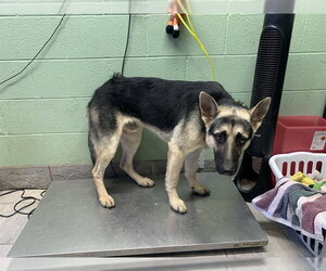 German Shepherd Dog-Unknown Mix Dogs for adoption in Grand Prairie, TX, USA