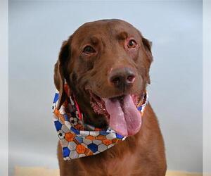 Labrador Retriever Dogs for adoption in Fort Collins, CO, USA