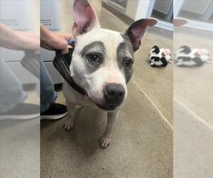 American Pit Bull Terrier Dogs for adoption in Jackson, CA, USA