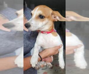 Chihuahua Dogs for adoption in San Antonio, TX, USA