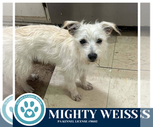 Maltese-Unknown Mix Dogs for adoption in Kimberton, PA, USA