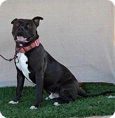 Masti-Bull Dogs for adoption in La Quinta, CA, USA
