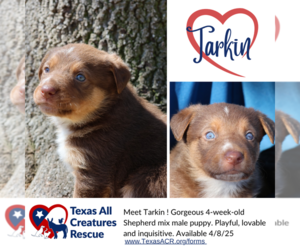 Australian Shepherd-German Shepherd Dog Mix Dogs for adoption in Lillian, TX, USA