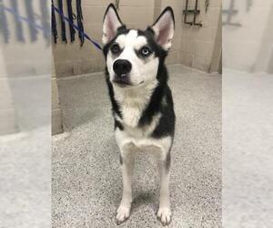 Siberian Husky Dogs for adoption in Conroe, TX, USA