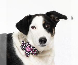 Border Collie-Unknown Mix Dogs for adoption in Santa Barbara, CA, USA