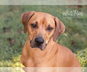 Small Black Mouth Cur-Retriever  Mix