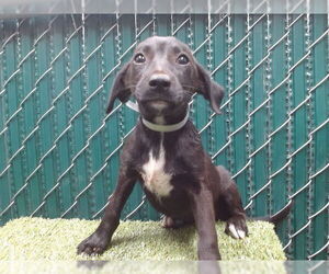 Labrador Retriever-Unknown Mix Dogs for adoption in Downey, CA, USA