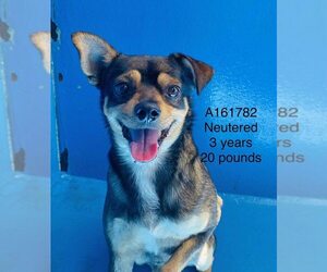 Chihuahua-Unknown Mix Dogs for adoption in Calgary, Alberta, Canada