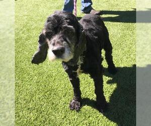 Cocker Spaniel Dogs for adoption in Clyde, NC, USA