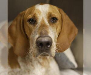 Mutt Dogs for adoption in San Antonio, TX, USA