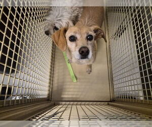 Medium Photo #1 Mutt Puppy For Sale in Corona, CA, USA