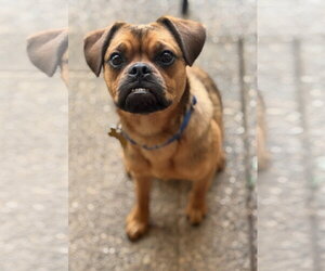 Puggle Dogs for adoption in Davis, CA, USA
