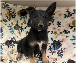 German Shepherd Dog Dogs for adoption in HESPERIA, CA, USA