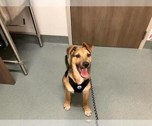 German Shepherd Dog Dogs for adoption in Baytown, TX, USA