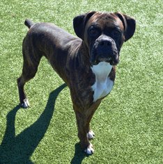Boxer Dogs for adoption in Bryan, TX, USA