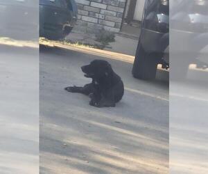 Labrador Retriever-Unknown Mix Dogs for adoption in San Antonio, TX, USA