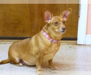 Chiweenie Dogs for adoption in York, SC, USA