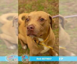 Labrador Retriever-Unknown Mix Dogs for adoption in Mobile, AL, USA