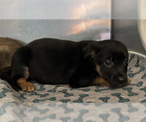 German Shepherd Dog-Unknown Mix Dogs for adoption in San Andreas, CA, USA