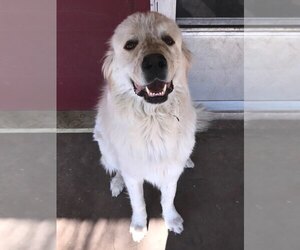 Great Pyrenees Dogs for adoption in San Angelo, TX, USA