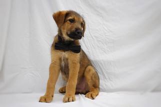 Airedale Terrier Dogs for adoption in Ponca City, OK, USA