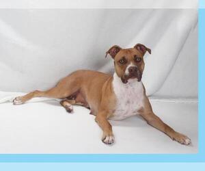 American Pit Bull Terrier Dogs for adoption in Burbank, CA, USA
