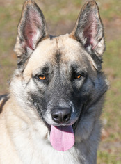 German Shepherd Dog-Unknown Mix Dogs for adoption in Fernandina Beach, FL, USA