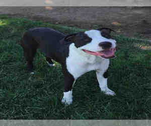 Staffordshire Bull Terrier Dogs for adoption in Oakdale, CA, USA