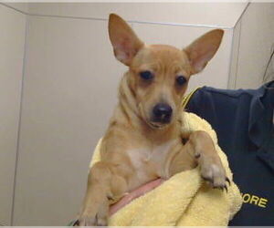 Chihuahua Dogs for adoption in Sacramento, CA, USA