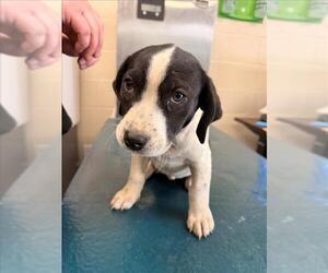 Pointer-Unknown Mix Dogs for adoption in Mobile, AL, USA