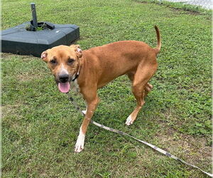 Mutt Dogs for adoption in Ocala, FL, USA