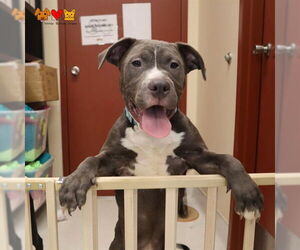 American Pit Bull Terrier Dogs for adoption in Center Township, PA, USA