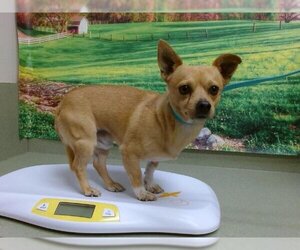 Chihuahua Dogs for adoption in Moreno Valley, CA, USA