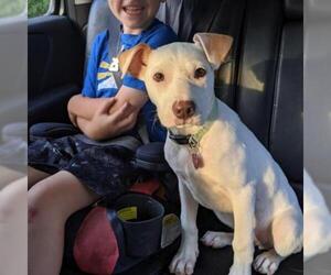 Pointer Dogs for adoption in Overland Park, KS, USA