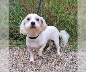 Maltese Dogs for adoption in Lake City, MI, USA