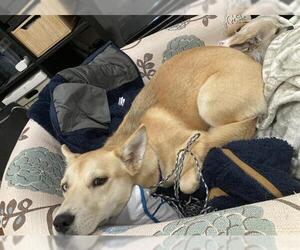 Siberian Husky-Unknown Mix Dogs for adoption in Stockton, CA, USA