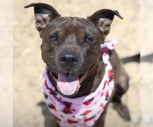 American Staffordshire Terrier-Unknown Mix Dogs for adoption in San Antonio, TX, USA