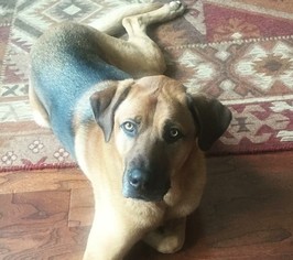 German Shepherd Dog-Unknown Mix Dogs for adoption in Kennesaw, GA, USA