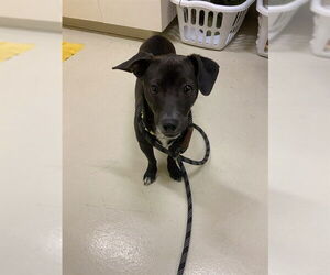 Chihuahua Dogs for adoption in Fremont, CA, USA