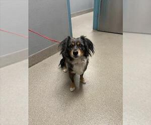 Australian Shepherd-Unknown Mix Dogs for adoption in Las Vegas, NV, USA