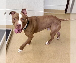 American Pit Bull Terrier Dogs for adoption in Derwood, MD, USA
