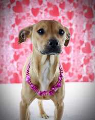 Beagle-Chihuahua Mix Dogs for adoption in Bronx, NY, USA