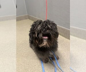 Maltese-Unknown Mix Dogs for adoption in Las Vegas, NV, USA