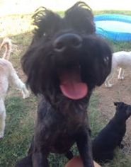 Mutt Dogs for adoption in Maricopa, AZ, USA