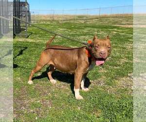 American Pit Bull Terrier-Unknown Mix Dogs for adoption in Abbeville, LA, USA