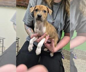Catahoula Leopard Dog-Unknown Mix Dogs for adoption in Murfreesboro, TN, USA