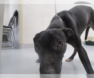 Labrador Retriever Dogs for adoption in Ocala, FL, USA
